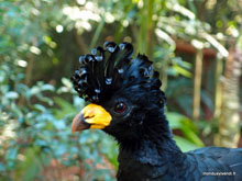 Hocco de Daubenton - Brésil